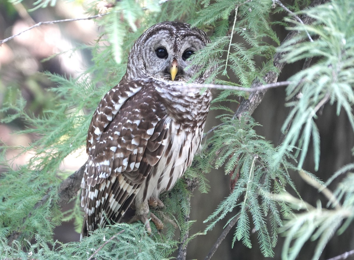 puštík proužkovaný - ML636734668