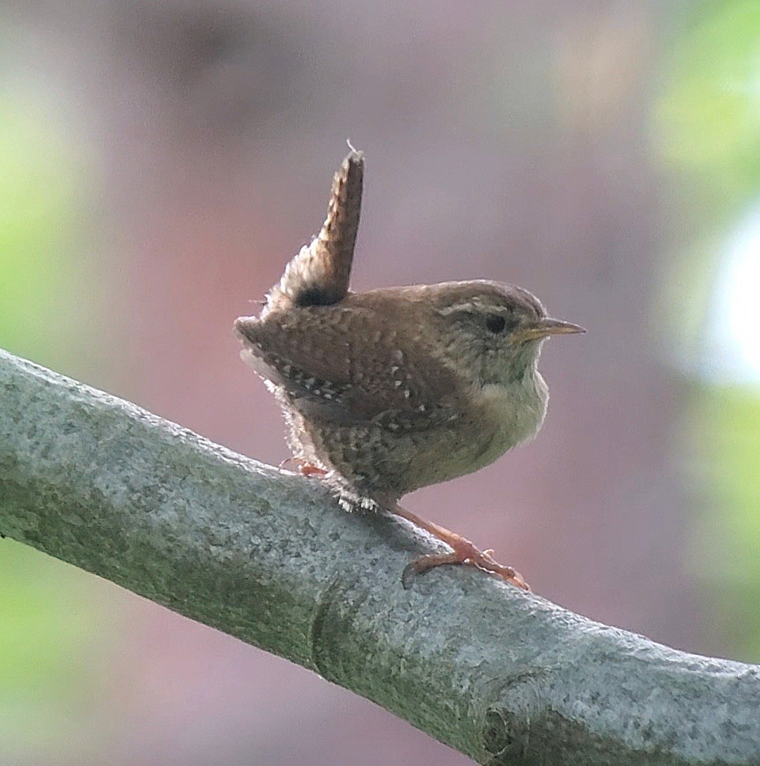 Eurasian Wren - ML636734673