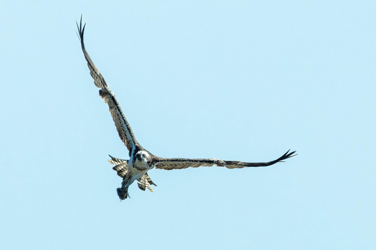 Osprey (Eurasian) - ML636734682