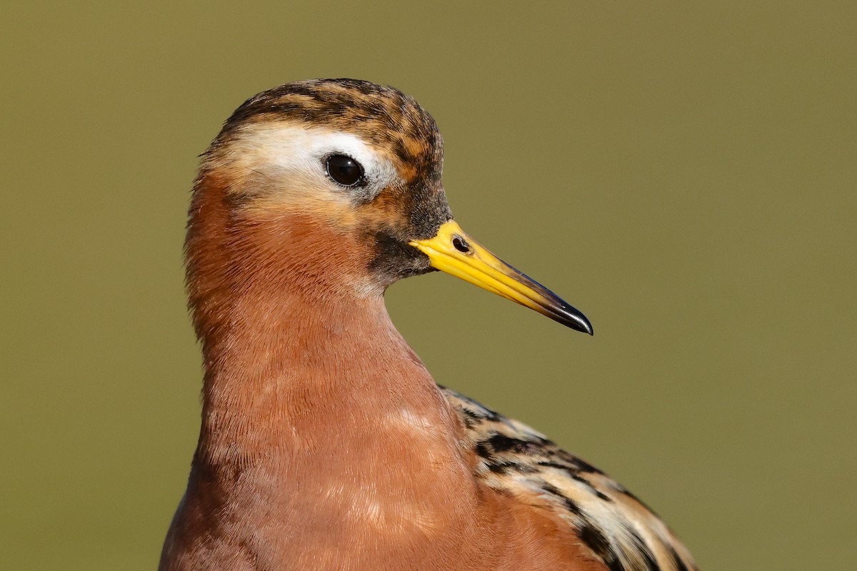 Red Phalarope - ML636734859