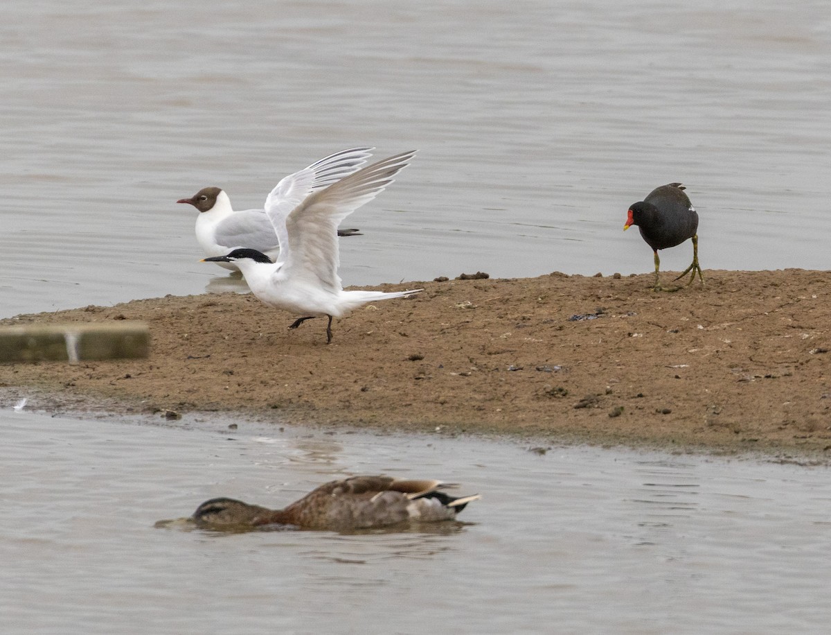 Sandwich Tern (Eurasian) - ML636734987