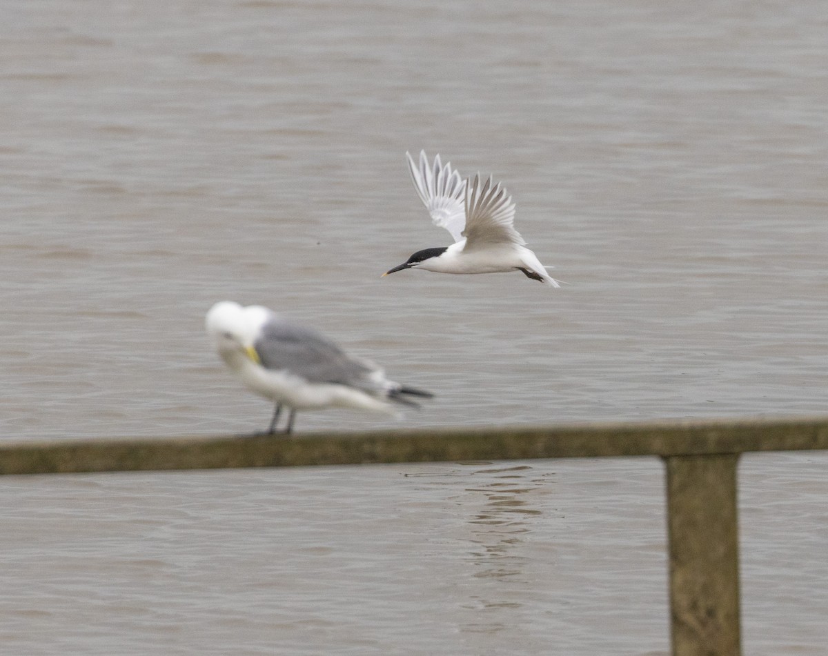 Sandwich Tern (Eurasian) - ML636735002