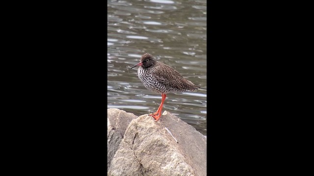 Common Redshank - ML636735006