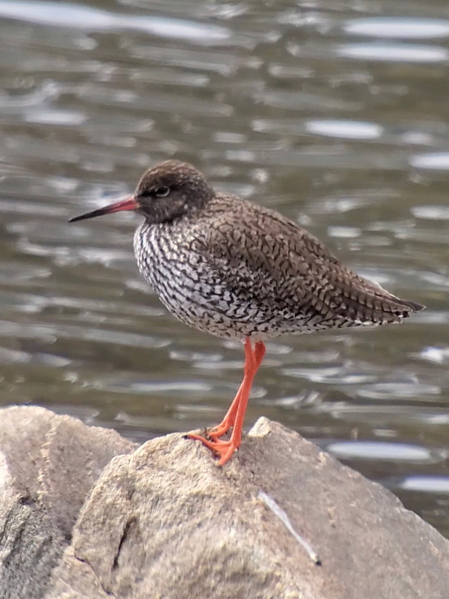 Common Redshank - ML636735114