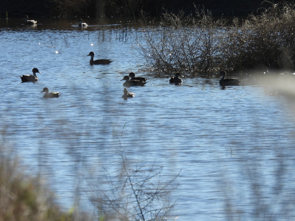 Yellow-billed Pintail - ML636735378