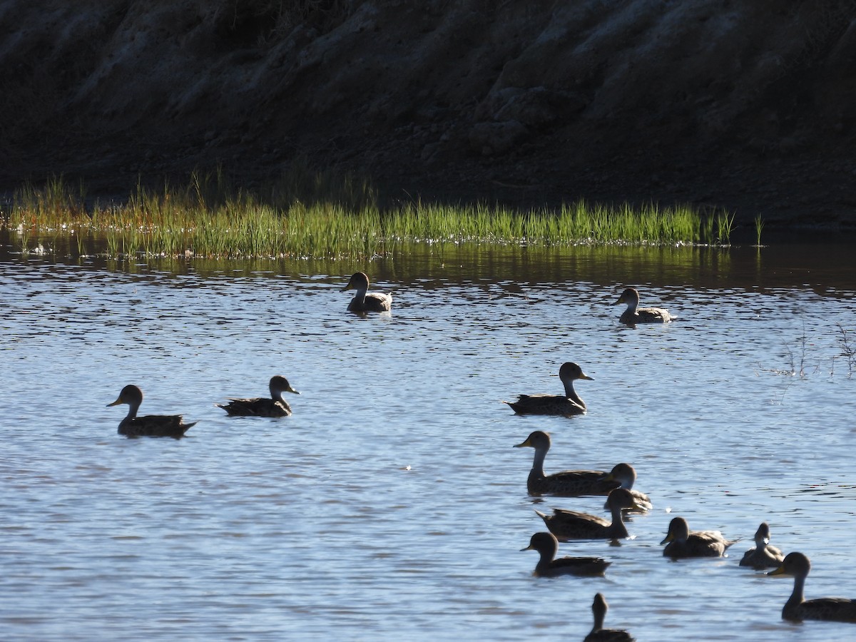 Yellow-billed Pintail - ML636735379