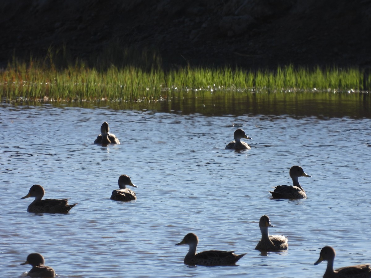 Yellow-billed Pintail - ML636735380