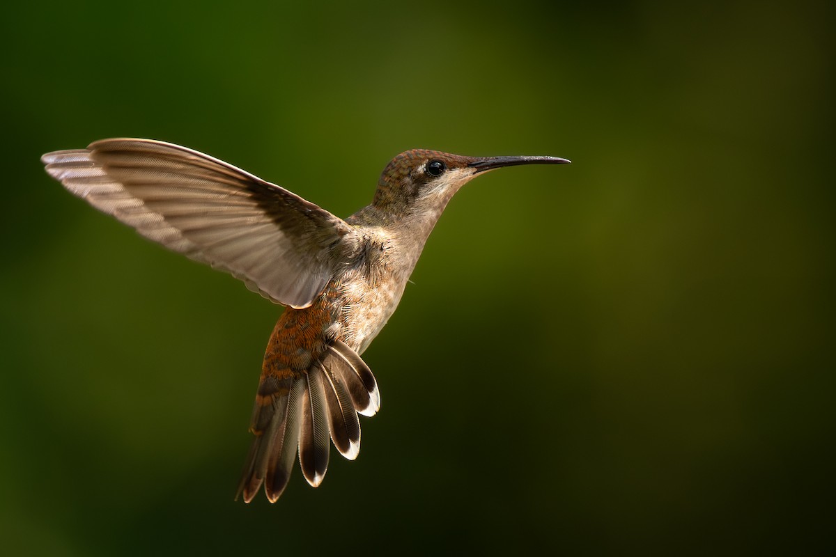 Ruby-topaz Hummingbird - ML636735489