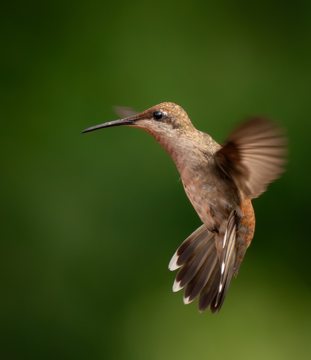 Ruby-topaz Hummingbird - ML636735490