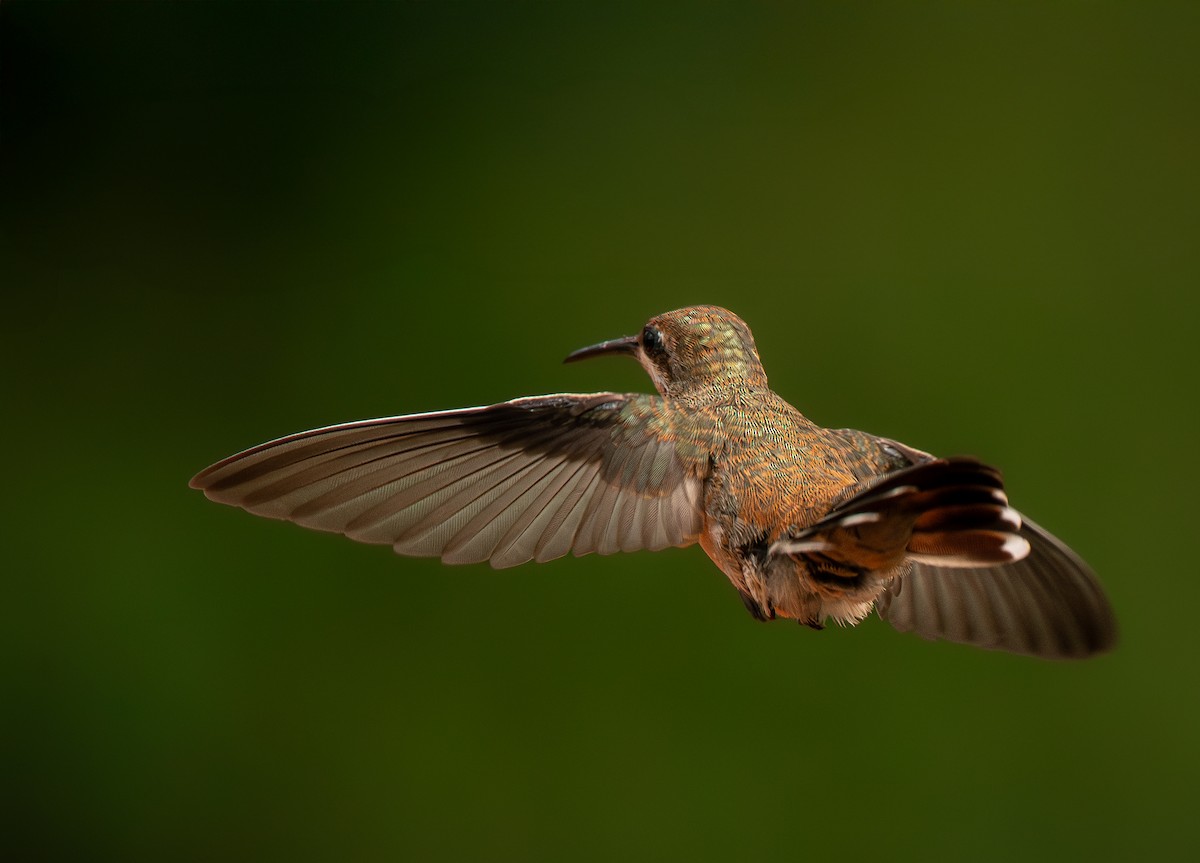 Ruby-topaz Hummingbird - ML636735492