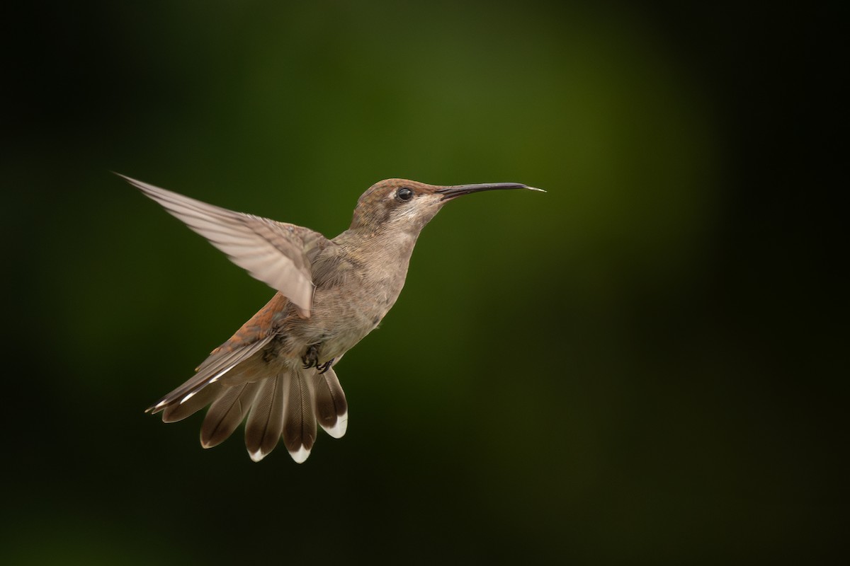 Ruby-topaz Hummingbird - ML636735493