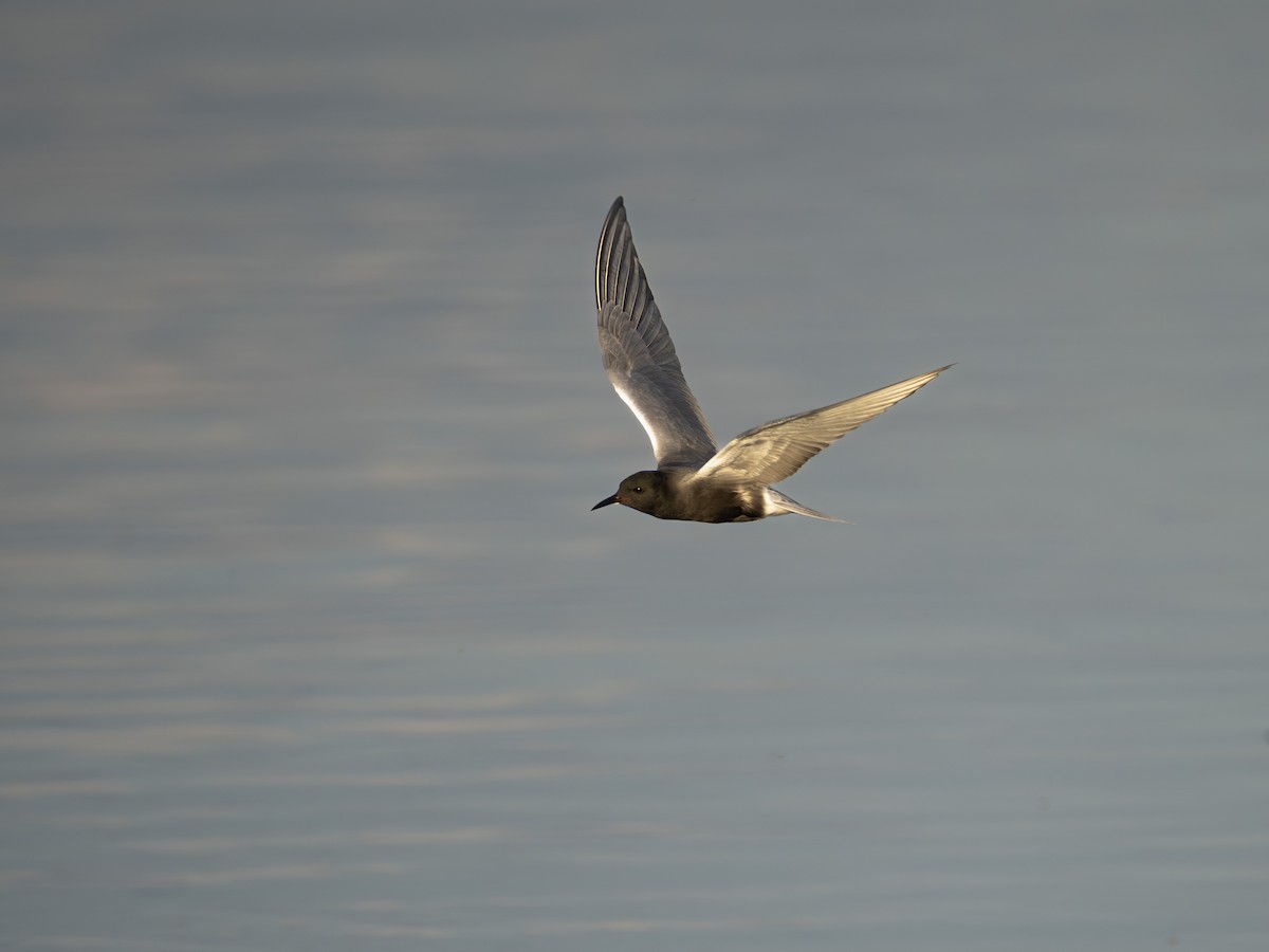 Mignattino comune - ML636735495