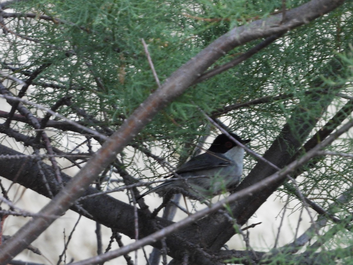 Sardinian Warbler - ML636735537