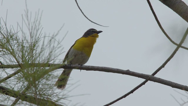 Yellow-breasted Chat - ML636735563