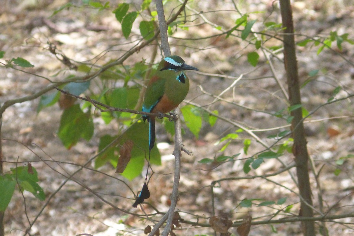 Turquoise-browed Motmot - ML636735757