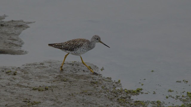 Greater Yellowlegs - ML636735790