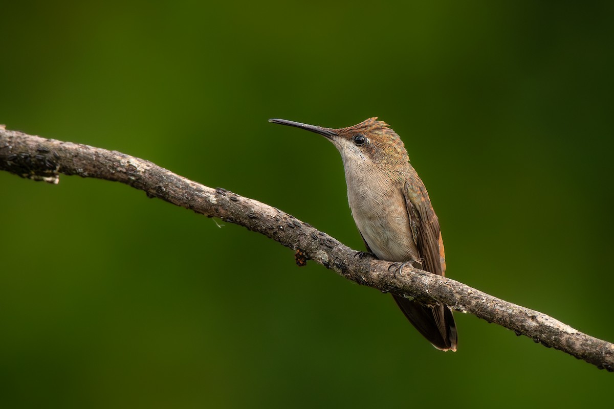 Ruby-topaz Hummingbird - ML636735794