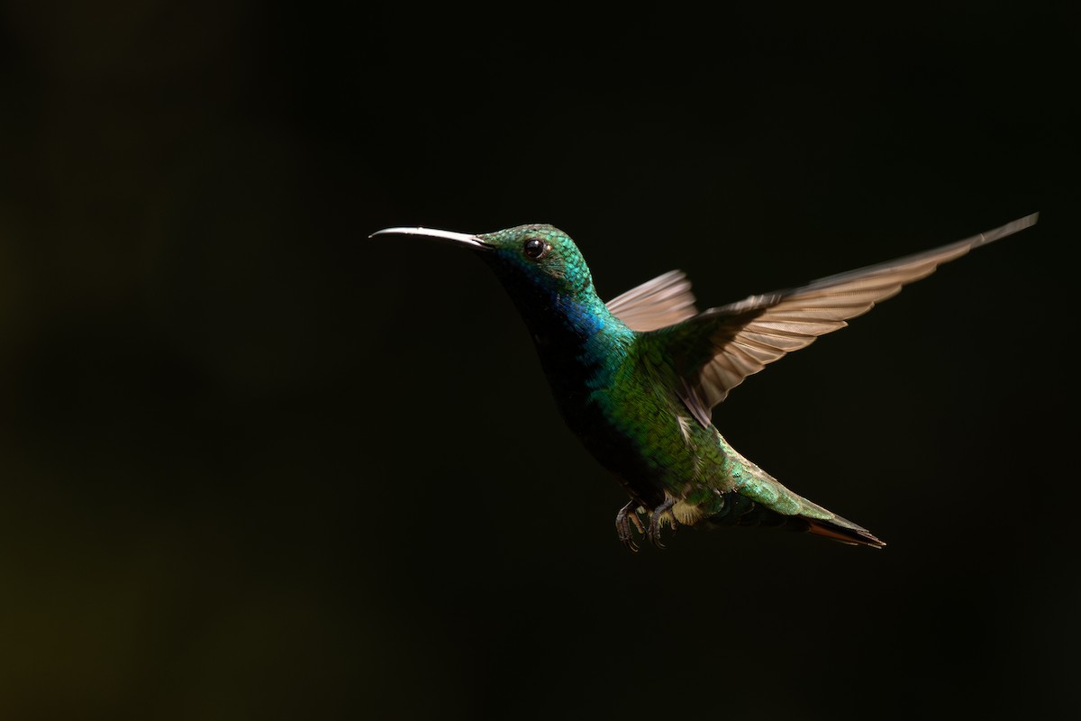 Black-throated Mango - ML636735813