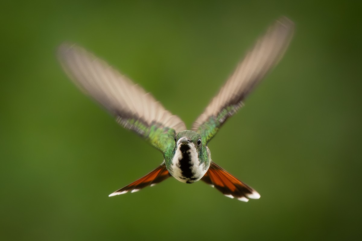 Black-throated Mango - ML636735814