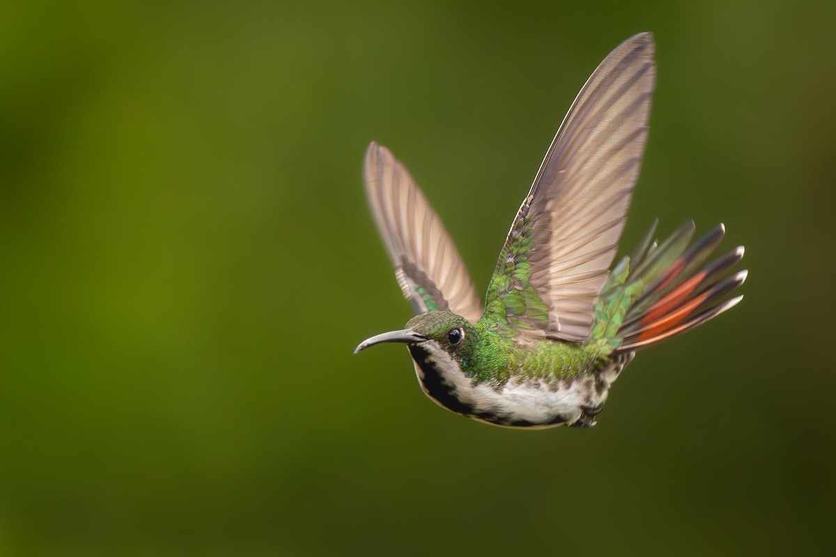 Black-throated Mango - ML636735815