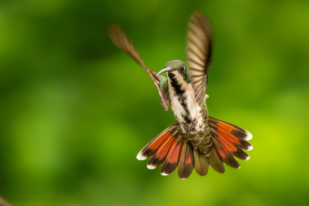 Black-throated Mango - ML636735816