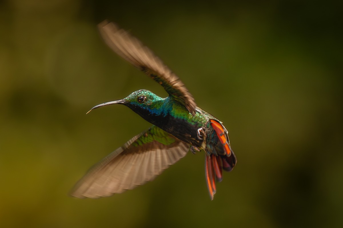 Black-throated Mango - ML636735817