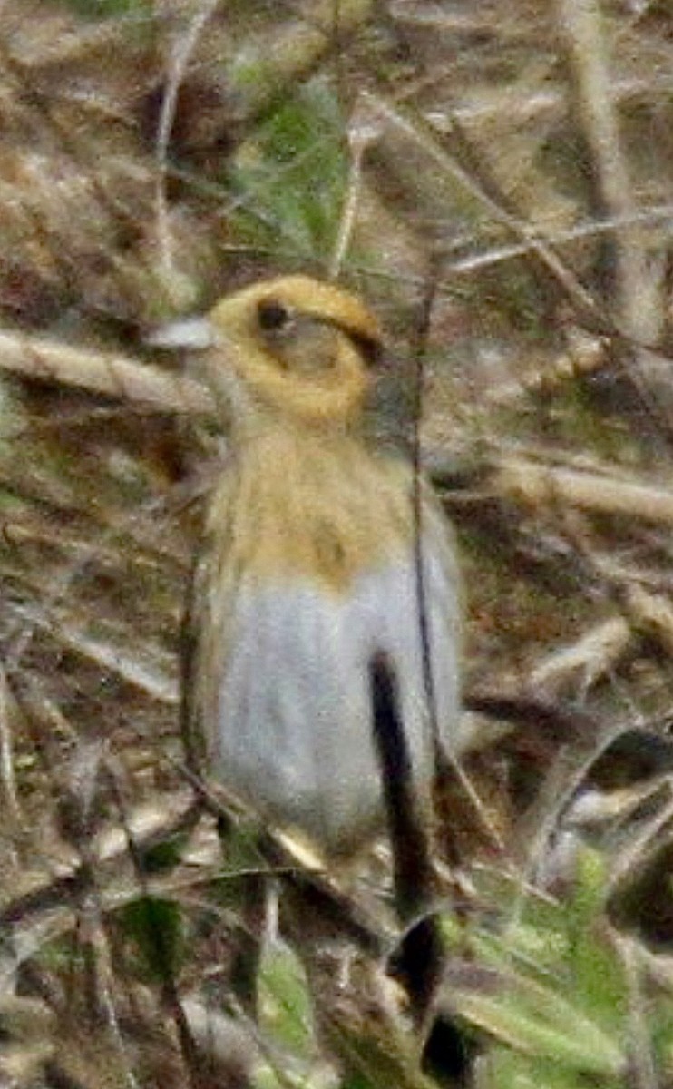 Nelson's Sparrow - ML636735827