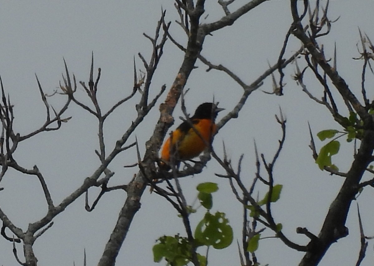 Baltimore Oriole - ML636735862