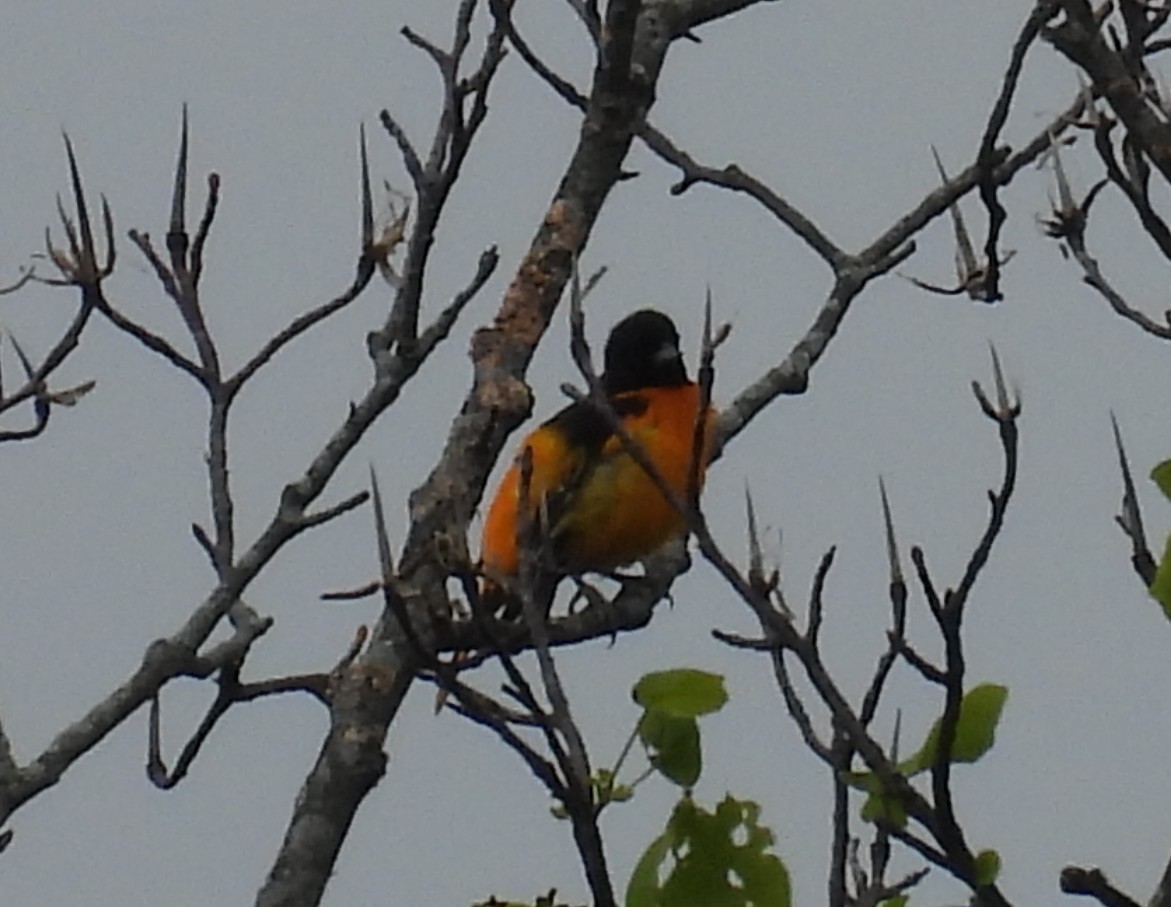 Baltimore Oriole - ML636735863