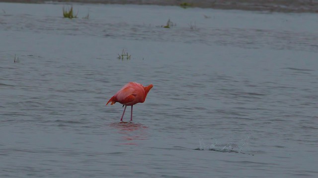 American Flamingo - ML636735899
