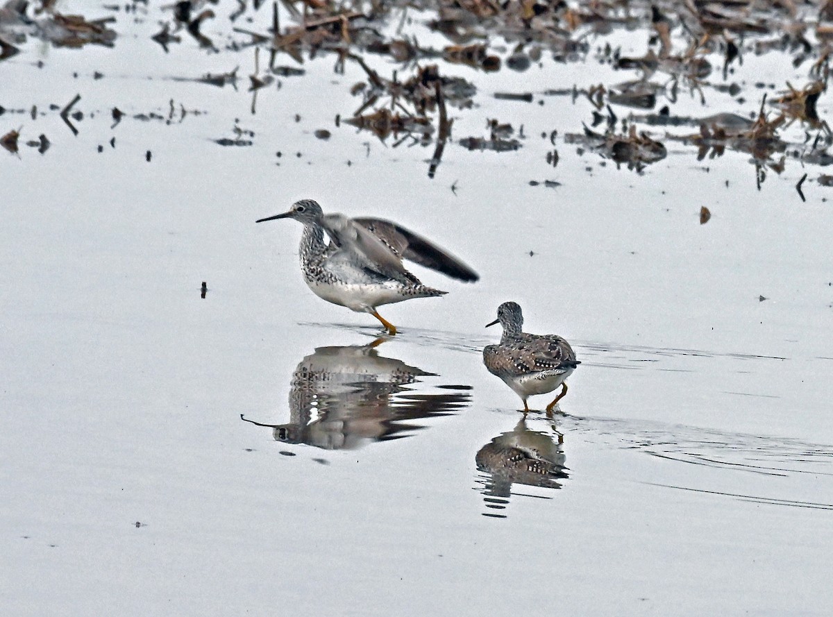 Greater Yellowlegs - ML636735970