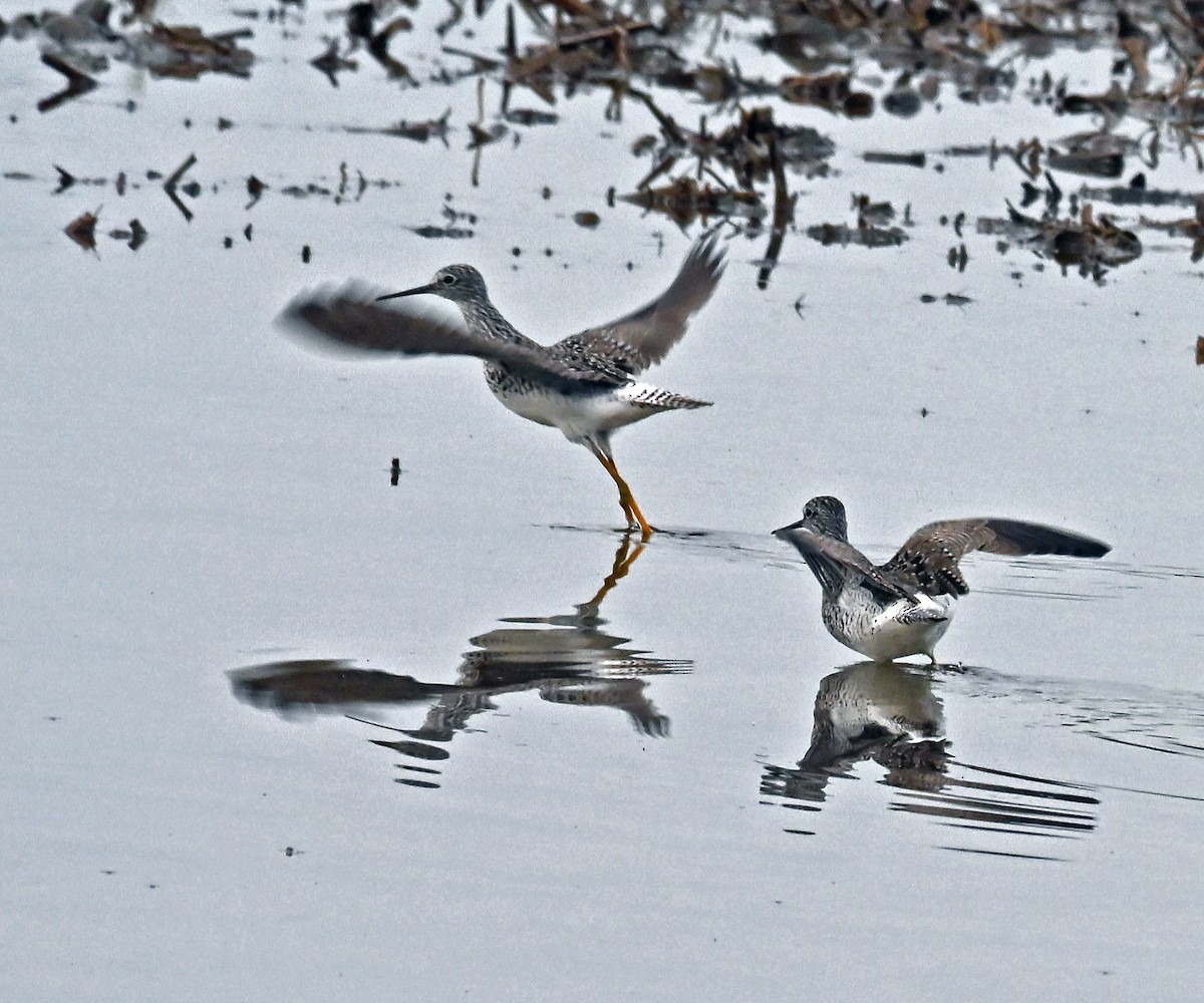 Greater Yellowlegs - ML636735971