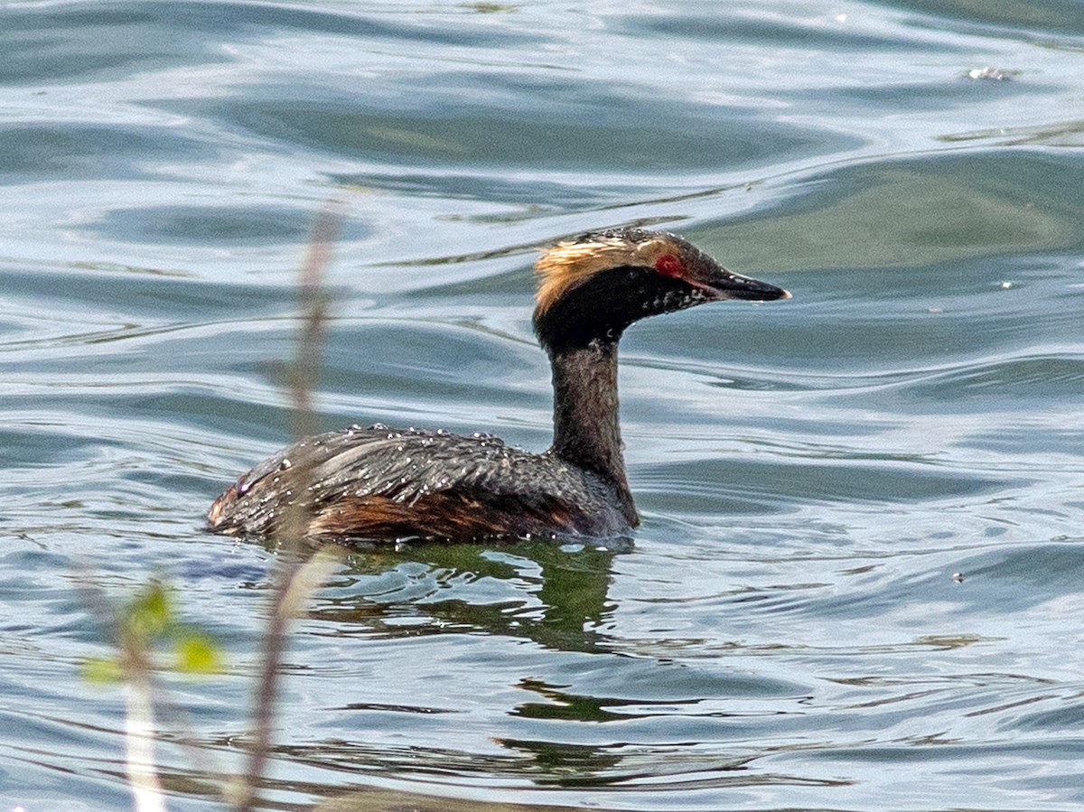 ミミカイツブリ - ML636736003