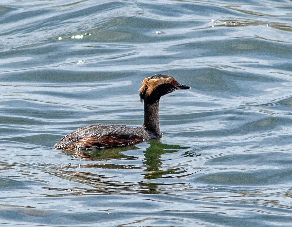 ミミカイツブリ - ML636736011