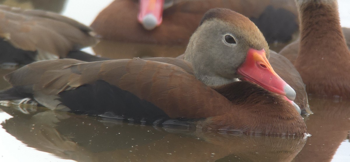 Black-bellied Whistling-Duck - ML636736027