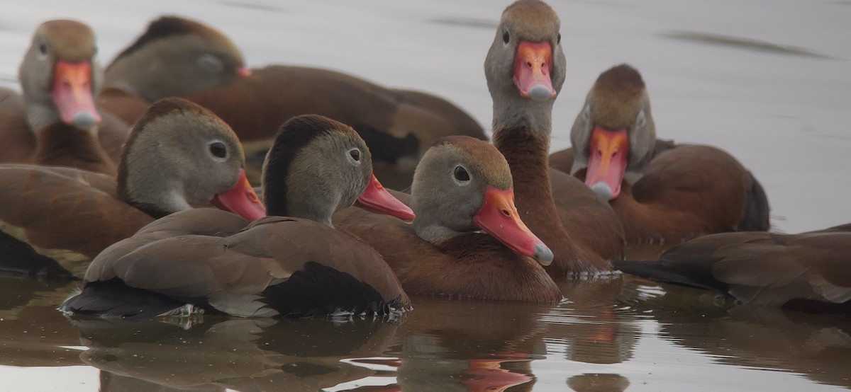 Black-bellied Whistling-Duck - ML636736043