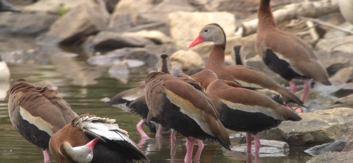 Black-bellied Whistling-Duck - ML636736089