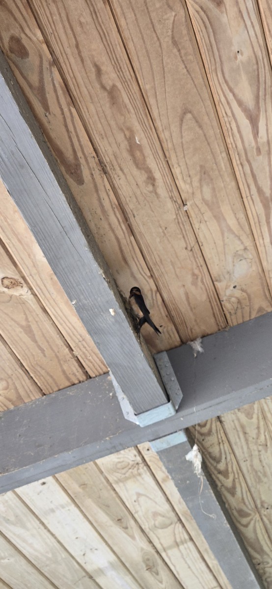 Barn Swallow - ML636736101