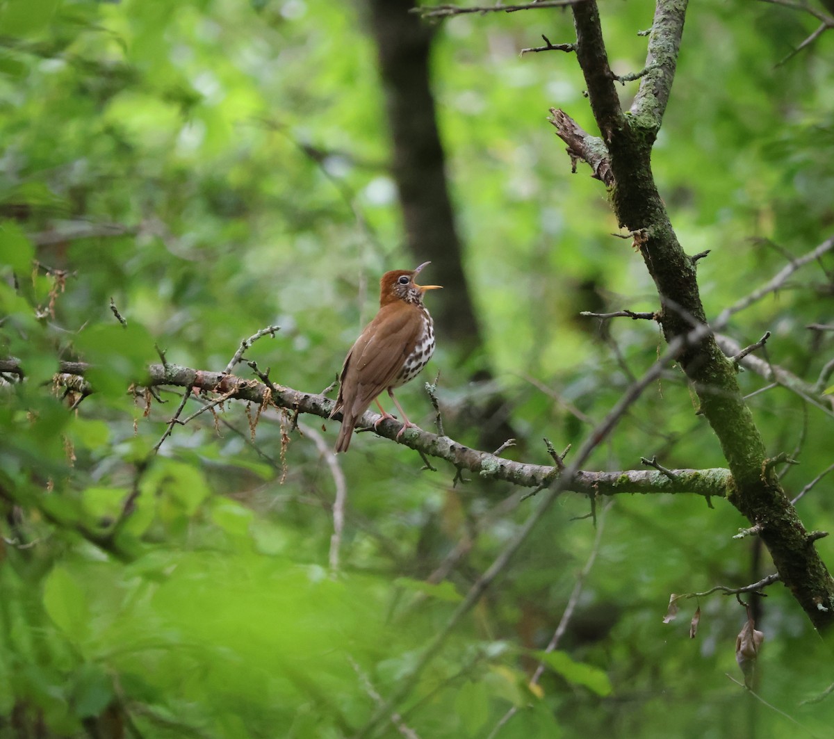 Wood Thrush - ML636736113