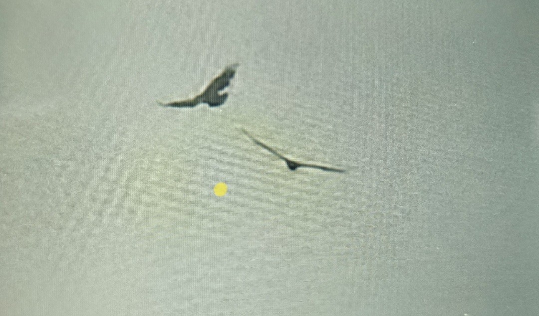 Black Vulture - ML636736226