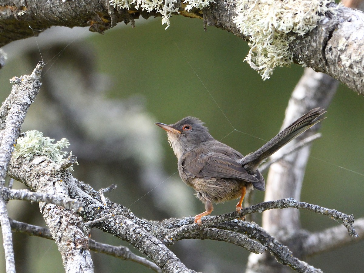 Dartford Warbler - ML636736234