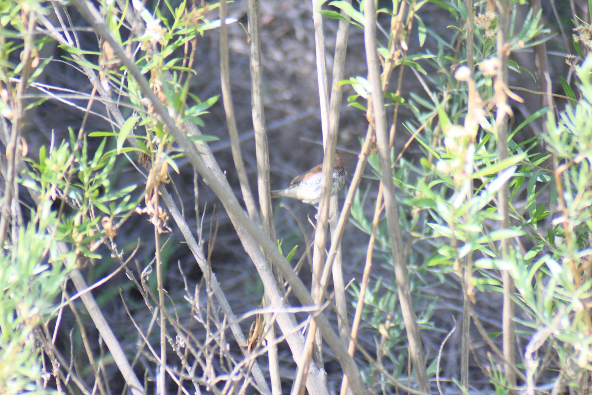 Scaly-breasted Munia - ML636736421