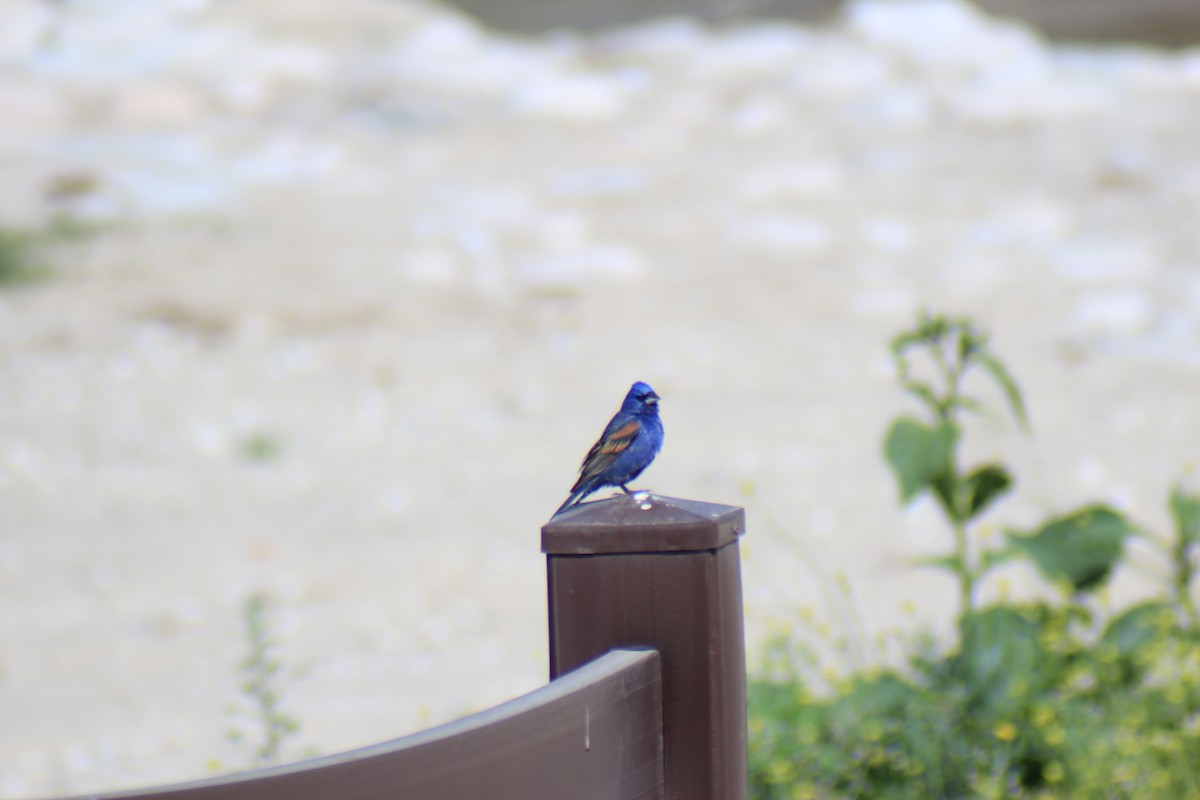 Blue Grosbeak - ML636736438