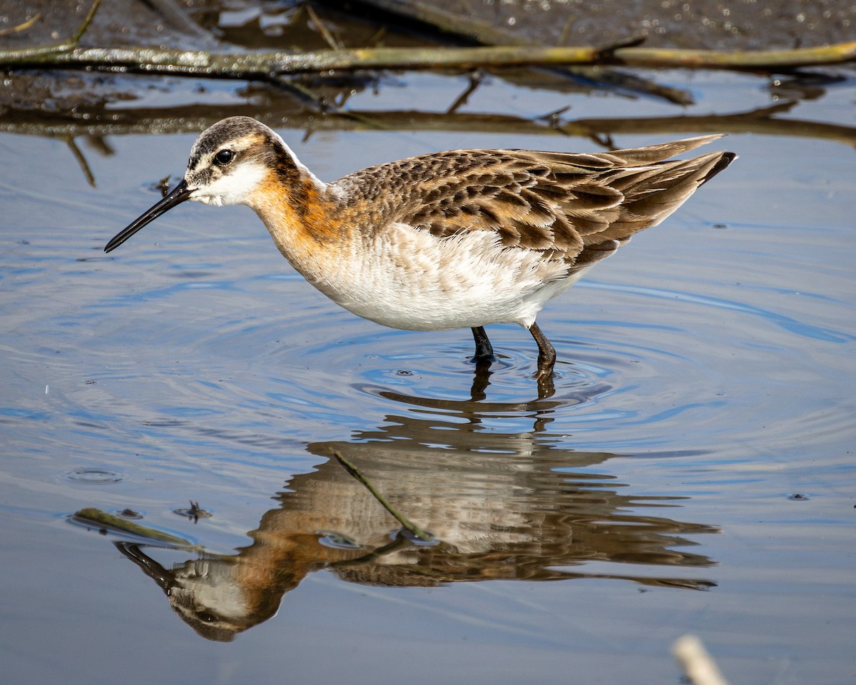 Wilson's Phalarope - ML636736526