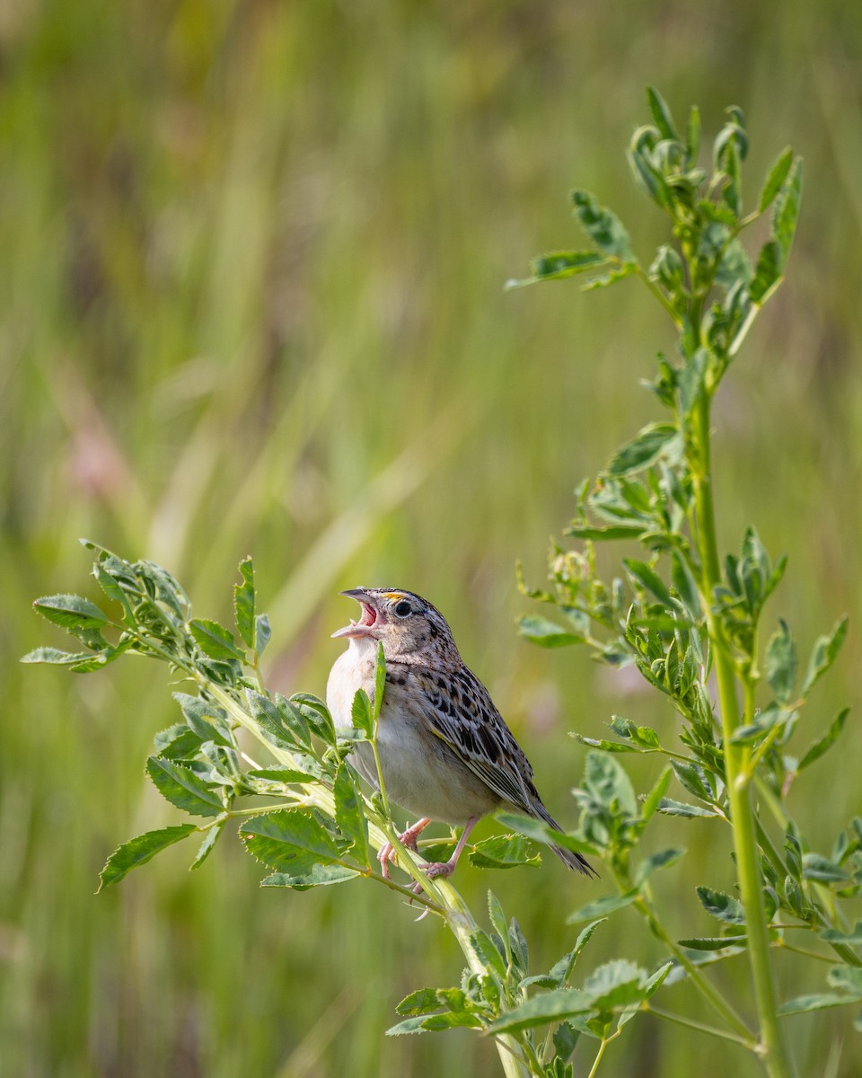 Grasshopper Sparrow - ML636736588