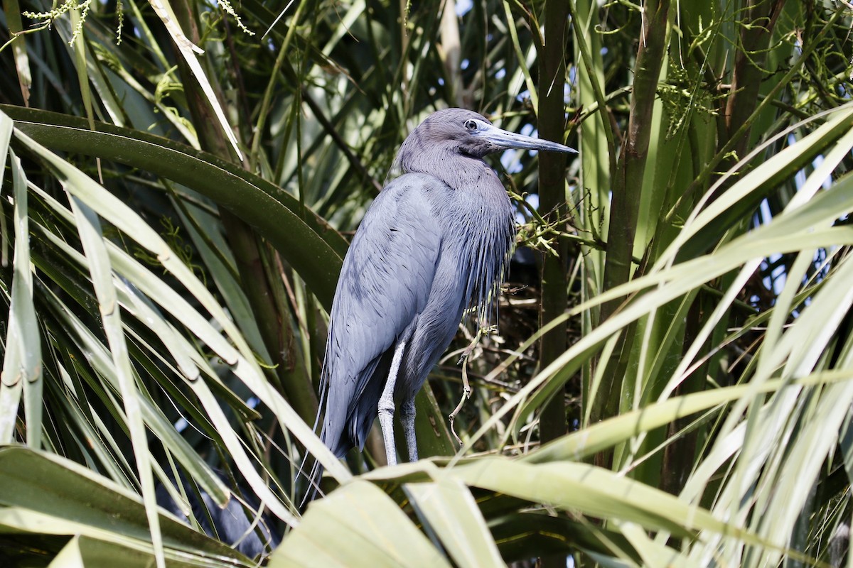 Little Blue Heron - ML636736599
