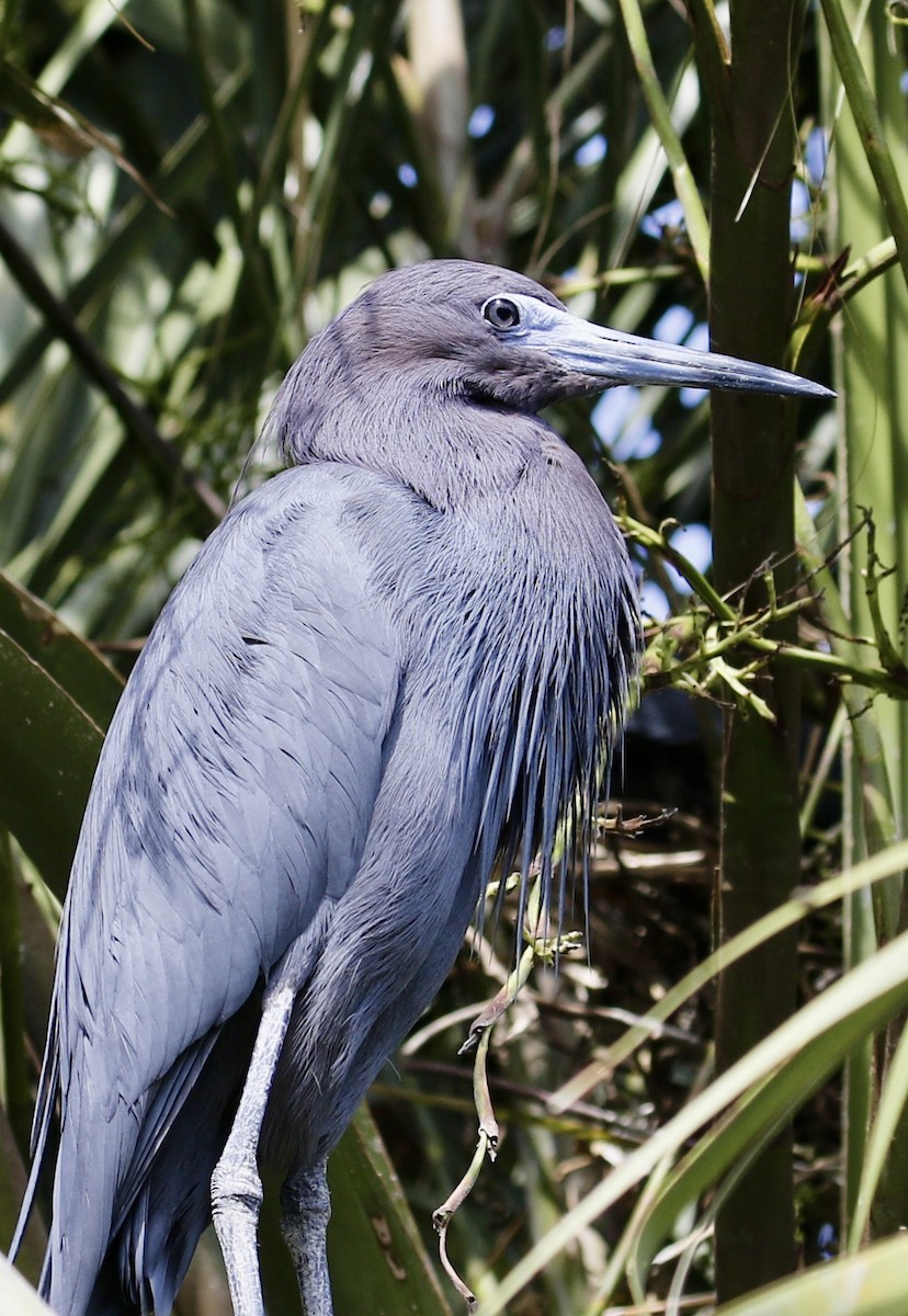 Little Blue Heron - ML636736600