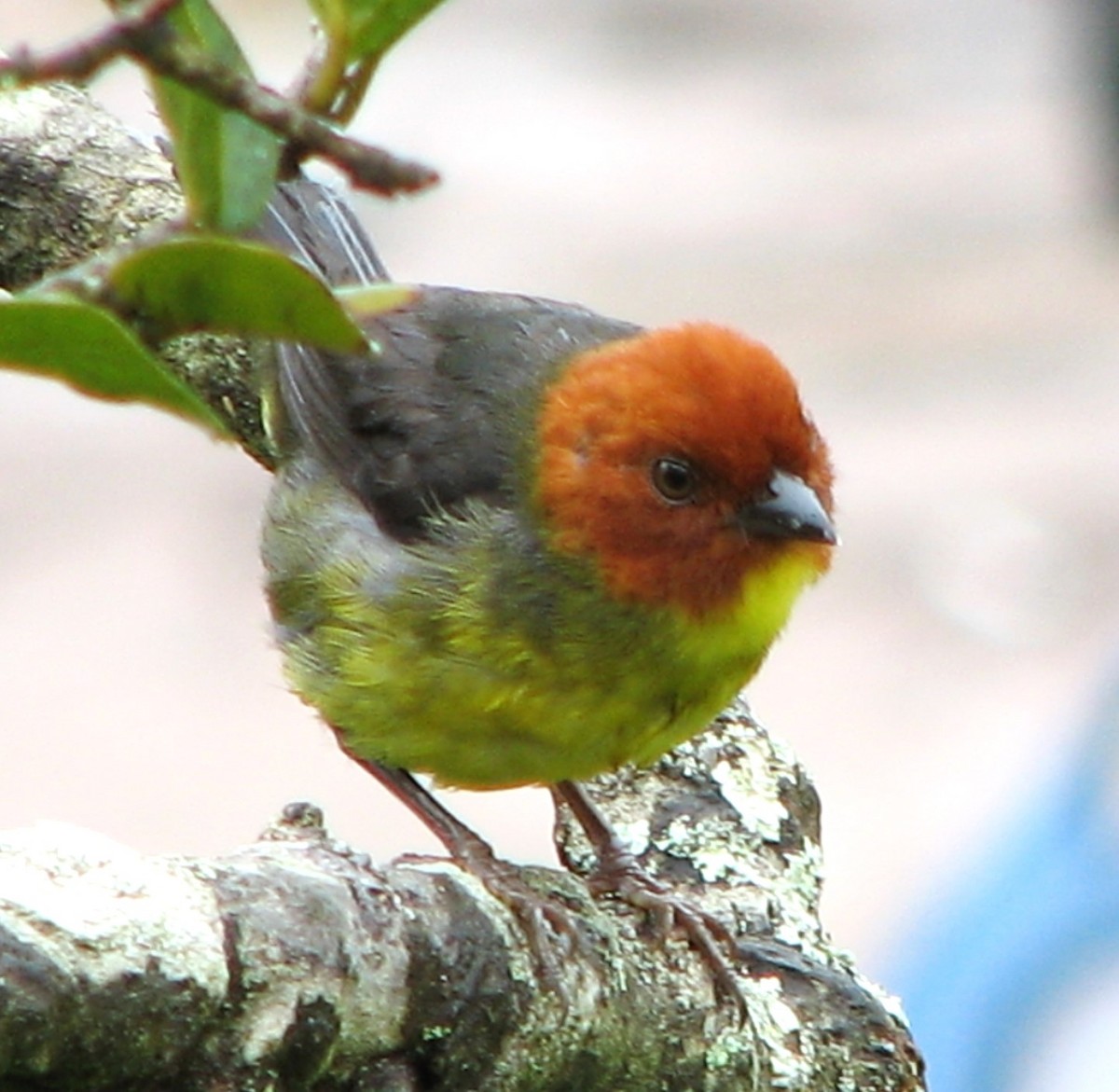 Tepui Brushfinch - ML636736613