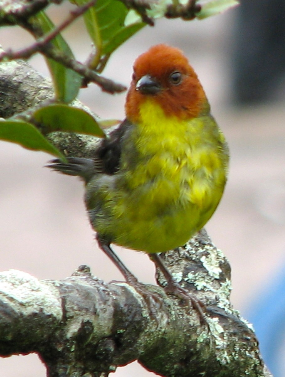 Tepui Brushfinch - ML636736614
