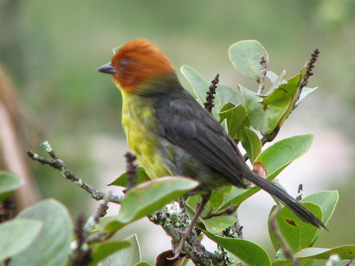 Tepui Brushfinch - ML636736615